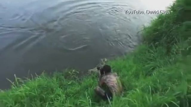 Moment wildlife photographer was almost eaten by crocodile смотреть онлайн
