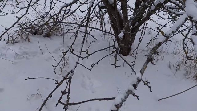 Заячий сад