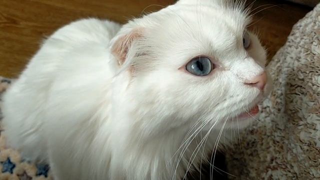 не знаю у кого как а этот кот от меня не отходит. более чем собака привязан смотреть онлайн