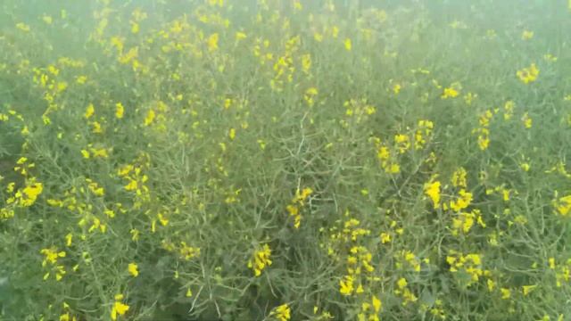 Озимий ріпак Лімагрейн Арсенал!!! смотреть онлайн