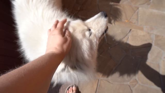 VLOG Очень страшная ночь. Что я придумала на День Рождения смотреть онлайн