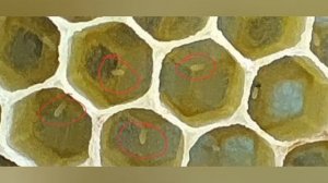 Так выглядит матка пчёл 🐝 в гнезде, а это яички в сотах, всё наглядно