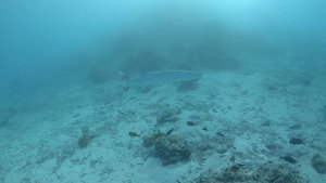 Дифуши, Мальдивы, Барракуда