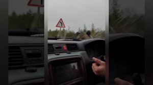 Медведь напал на автомобиль
