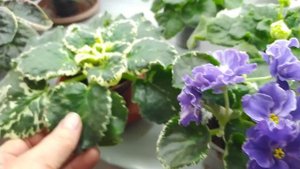 Красивые сорта фиалочек.Шикарный стрептокарпус DS-  Jai Ose #фиалочки#стрептокарпус#фиалки