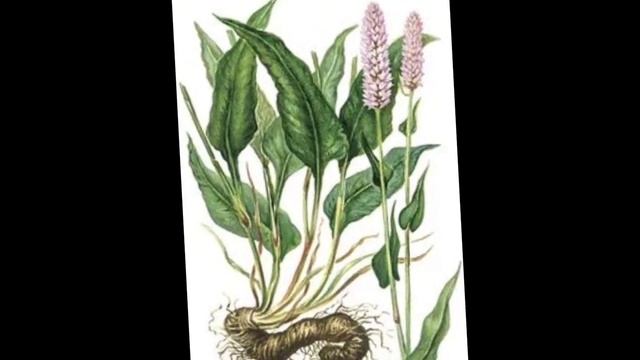 Горец змеиный смотреть онлайн