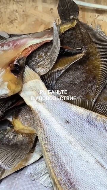 Ёрш вяленый из Мурманска едет во Владикавказ.