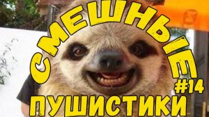 Я РЖАЛ ДО СЛЕЗ 😹 СМЕШНЫЕ КОШКИ И СОБАКИ  СМЕШНЫЕ ЖИВОТНЫЕ 2025 😹 ЛУЧШИЕ ПРИКОЛЫ #14