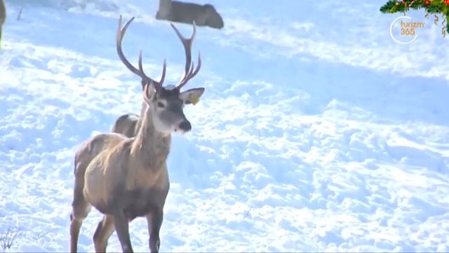 Jarayon | Тошкент вилояти Бўстонлиқ тумани ҳақида [06.01.2021] смотреть онлайн