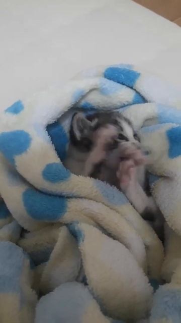 kitten with itchy ears смотреть онлайн