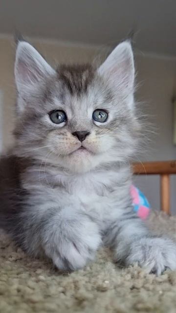 котёнок мейн кун из питомника Страна Гулливеров, gulliver-coon.ru