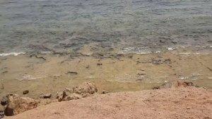 Египет пляж территория отеля Queen Sharm Resort Egypt Beach Hotel Queen Sharm Resort