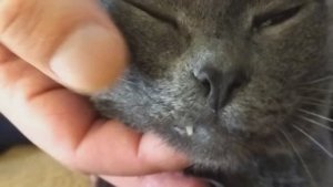 Смешной кот (русская голубая)