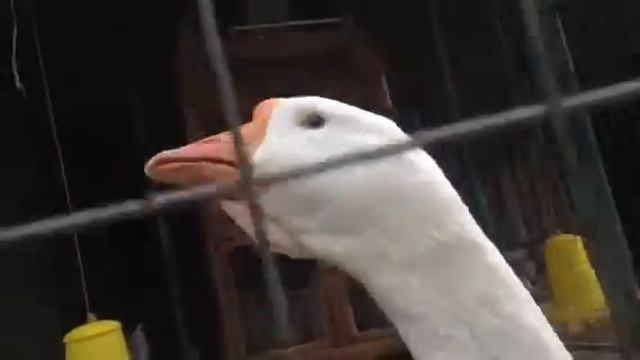 Птичий двор в "Трактире Алёша"🐣 смотреть онлайн