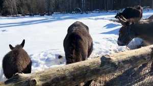 Зоопарк Кантри Резорт Вербилки. Поездка в Подмосковье семьей на выходные.
