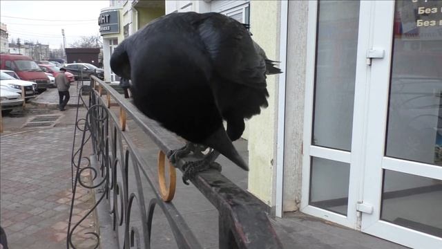 Ворон 17 01 23 смотреть онлайн