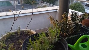 Весенний ливень на закате дня 
в Алуште