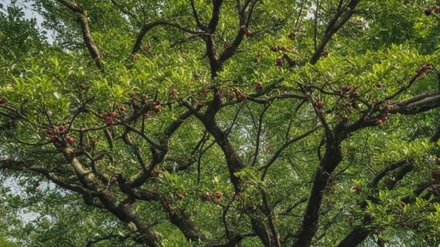 Какие сорта самоплодной черешни выбрать для Подмосковья - Деревья