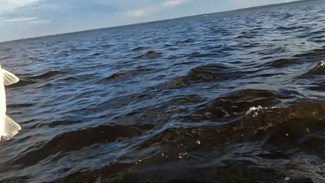Поехали порыбачить на Белое озеро