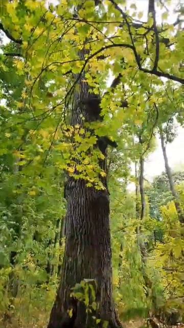 Осень пришла Тамбовская область Санатории им.Калинина Дуб , который исполняет желания смотреть онлайн