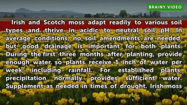 How to Grow Irish or Scotch Moss (Sagina Subulata) смотреть онлайн