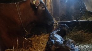 Отел коровы/Рождение новой жизни! Прогулка жеребца🐎