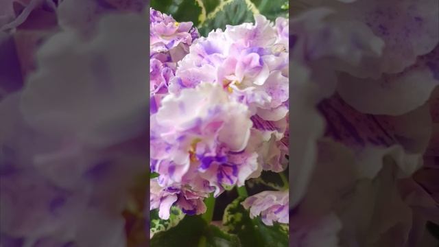 Стартёр Фиалки сорта Dn-Цветные Валентинки!