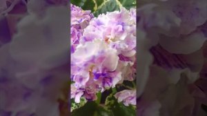 Стартёр Фиалки сорта Dn-Цветные Валентинки!