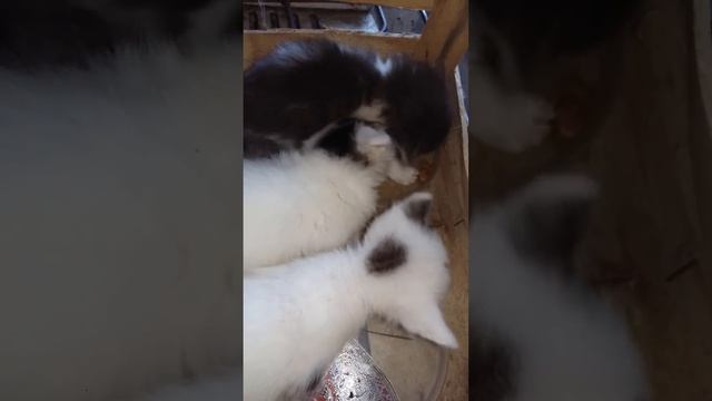 Столовая общепита смотреть онлайн