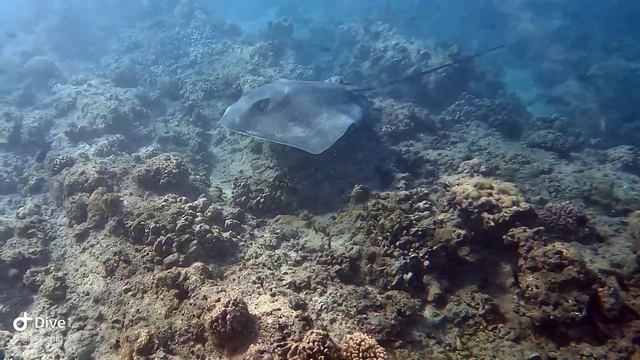 Rays on the Sting