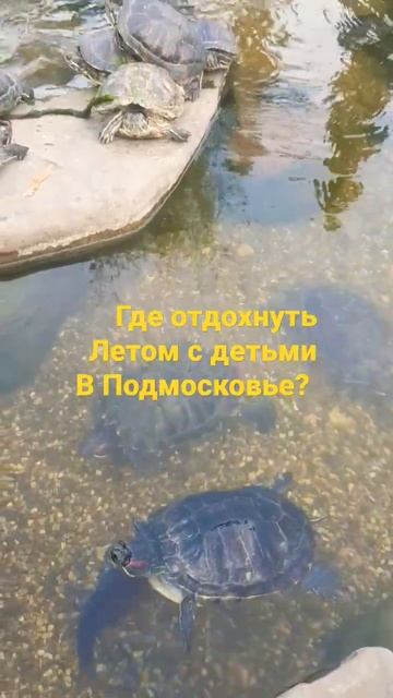Где отдохнуть летом в Подмосковье с детьми? #отдых#москва #подмосковье#дети #черепахи#рыбы#животные смотреть онлайн