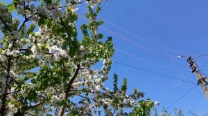 Малину и ежевику обрезала, все успела, ждём дождя и похолодания.