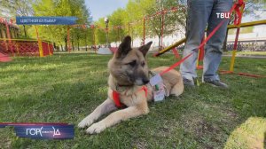 В центре Москвы стартовал фестиваль, на котором животным из приютов помогают обрести дом