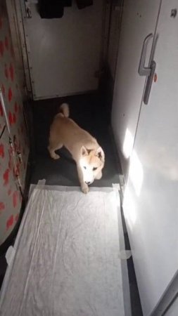 Щенок в поезде