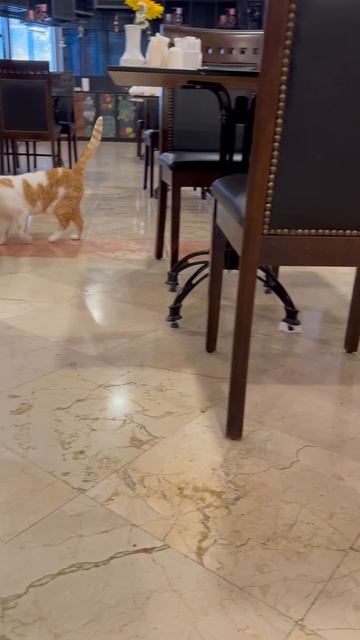 Время котиков. Turkey. Hotel Loxia Comfort Resort Kemer 5. (Family Concept) 5*. смотреть онлайн