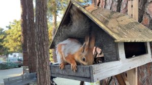 Белка в Геленджике – 22 апреля 2025 г.