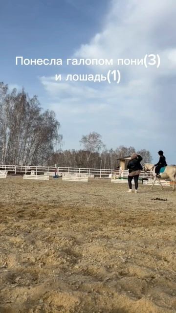 Обычная тренировка #horse #лошади #equestrian #лошадь #лошадимояжизнь смотреть онлайн
