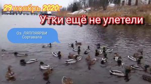 Утки зимой, прогулка с детьми. Залив Ляппяярви. Сортавала.
