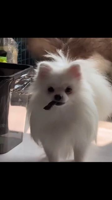 Котики (18) смотреть онлайн