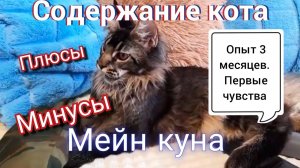 Плюсы и минусы содержания Мейн куна. Нам уже 5 месяцев.