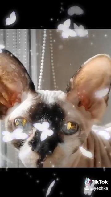 Целовашка #миниклип ты моя влюбляшка 💋❤️ смотреть онлайн