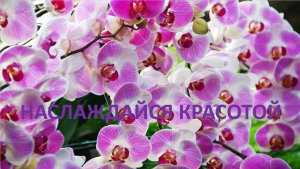 Наслаждайся красотой