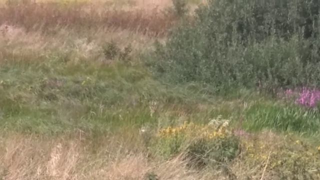 Как я встретил косулю. Светлогорск смотреть онлайн