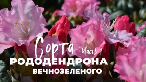 Сорта рододендрона в "Ромашкино Парк": часть 1-ая
