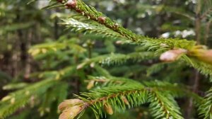 Рыбалка на малых реках Дальнего Востока (4К)