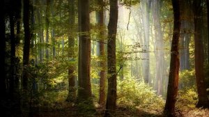 Музыка для души #30/Загадочный лес/Music for the soul #30