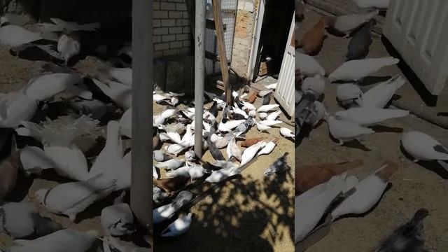 Бакинские старопородные голуби Армо Петросяна смотреть онлайн