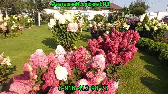 🙌Сезон Гортензии 🙌#наташинИсерёжинСАД смотреть онлайн