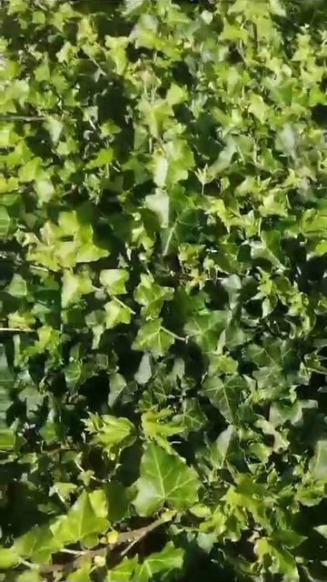 Плющ садовый смотреть онлайн