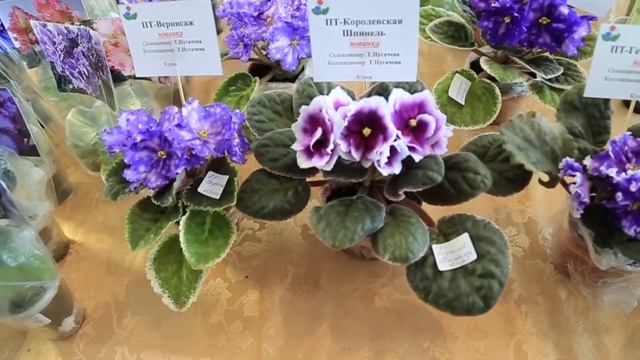 Фиалки из Курска от селекционеров и анонс Людмилы о следующей выставке смотреть онлайн